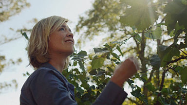 Person picking fruit from a tree