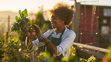 A person picking beets from a garden